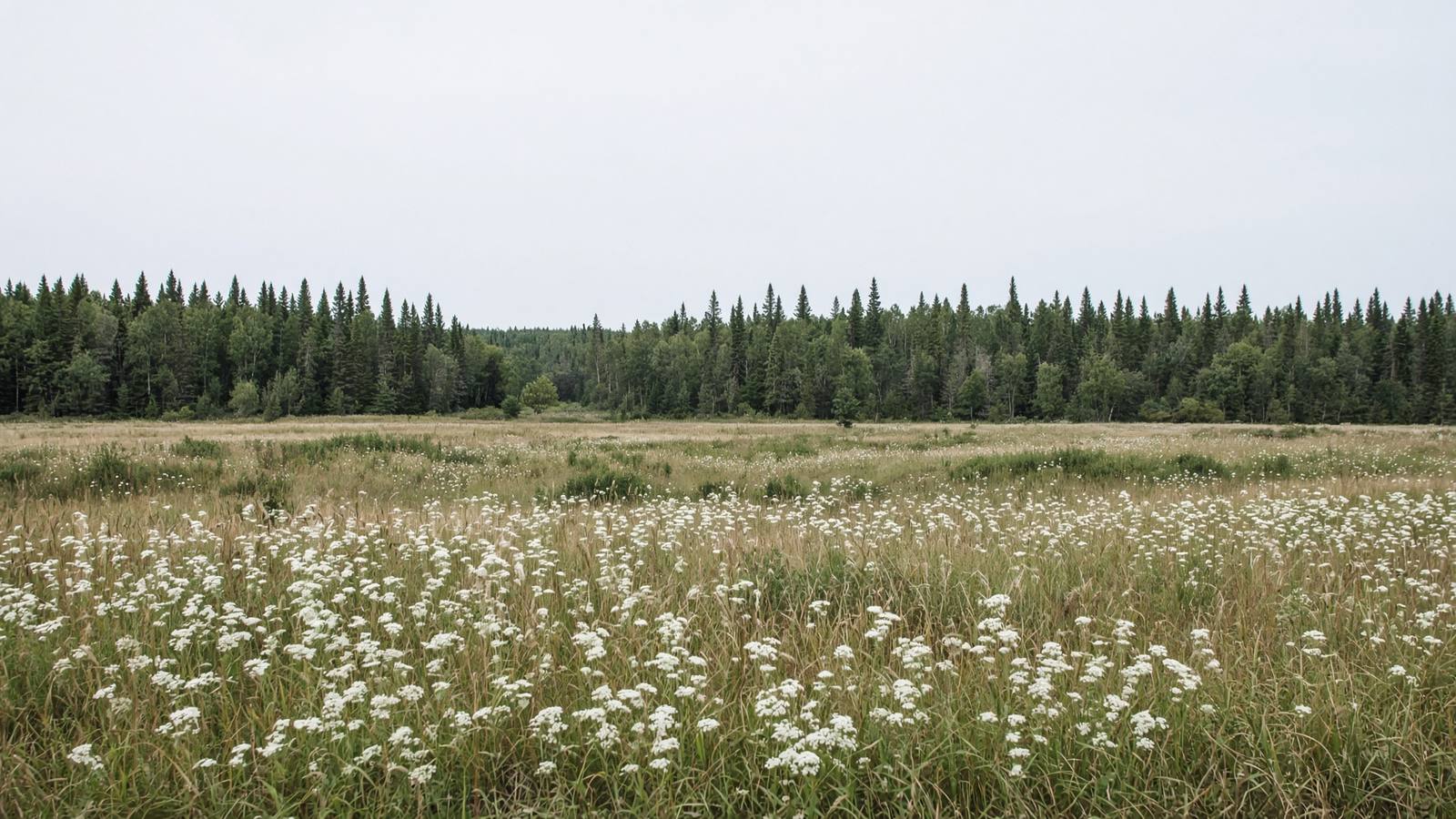 Open meadow and a distant treeline under a pale sky