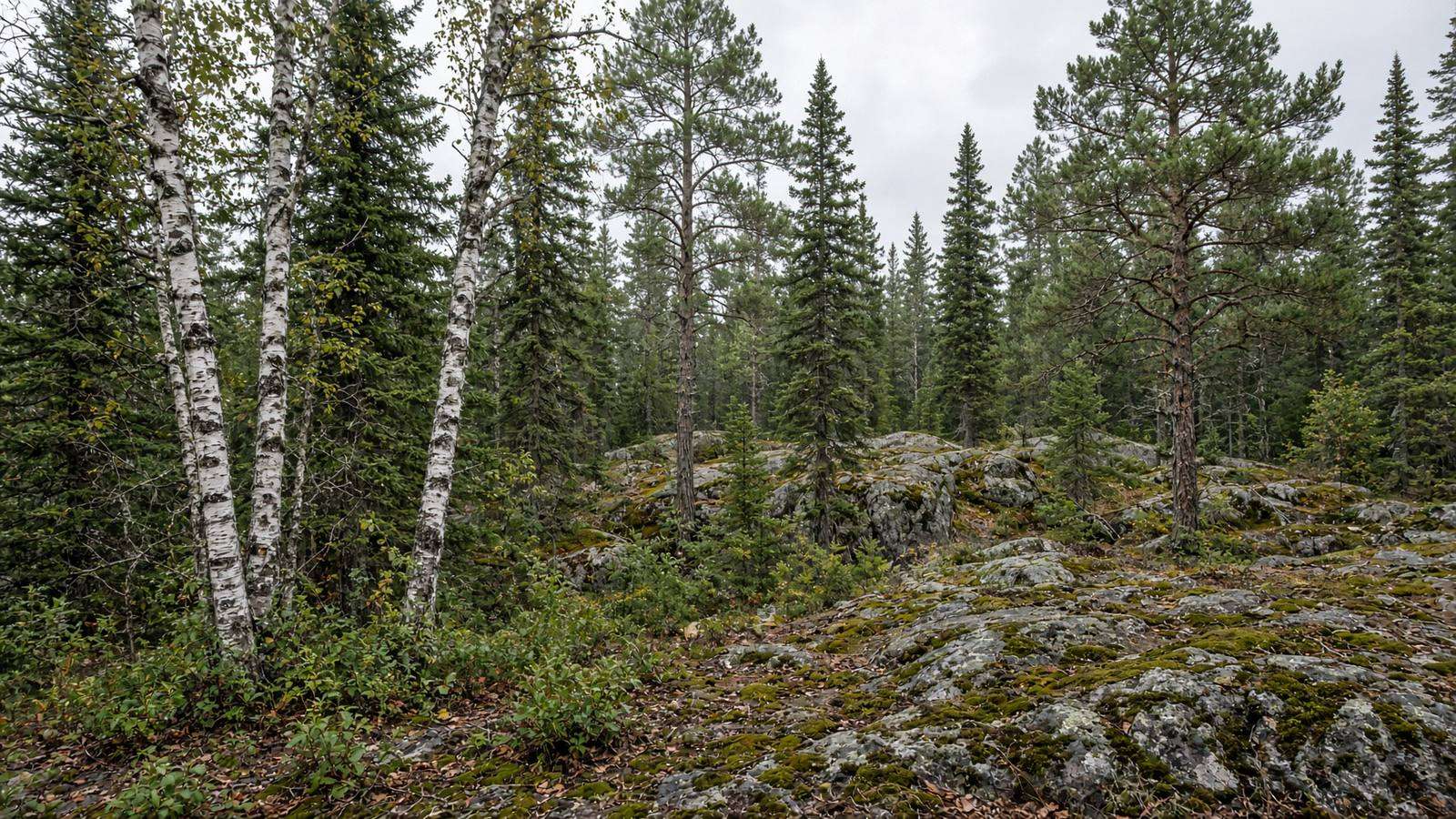 Mixed birch and pine among Canadian Shield rock